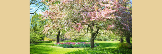 🌸 Living the Season: Spring Rituals & Herbal Storytelling