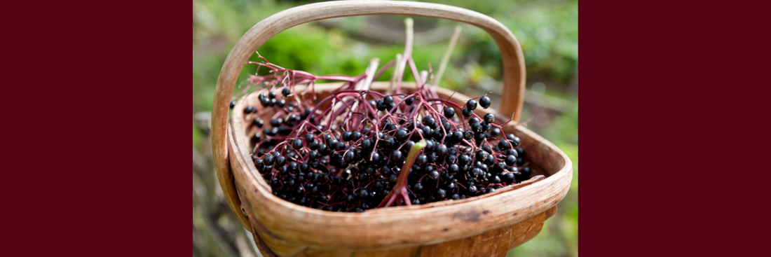 Unleash the Healing Benefits of Elderberries